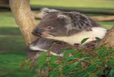 Freß mir ja nicht alles weg...-SA Koala2.jpg